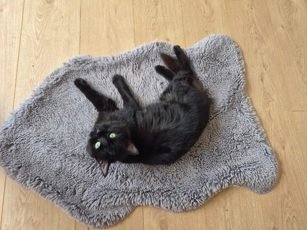 OPHELIA, 3yo Mixed Breed Cat for adoption at RSPCA Bedfordshire South & Mid Hertfordshire