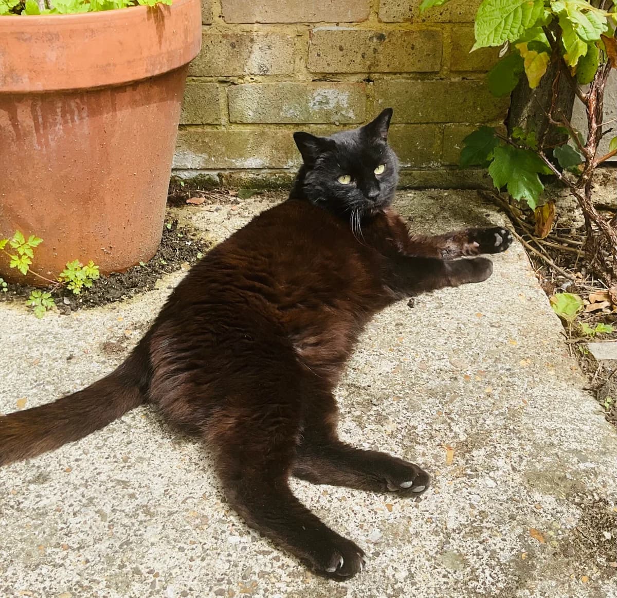 WOMBLE, senior Mixed Breed Cat for adoption at RSPCA Bedfordshire South & Mid Hertfordshire
