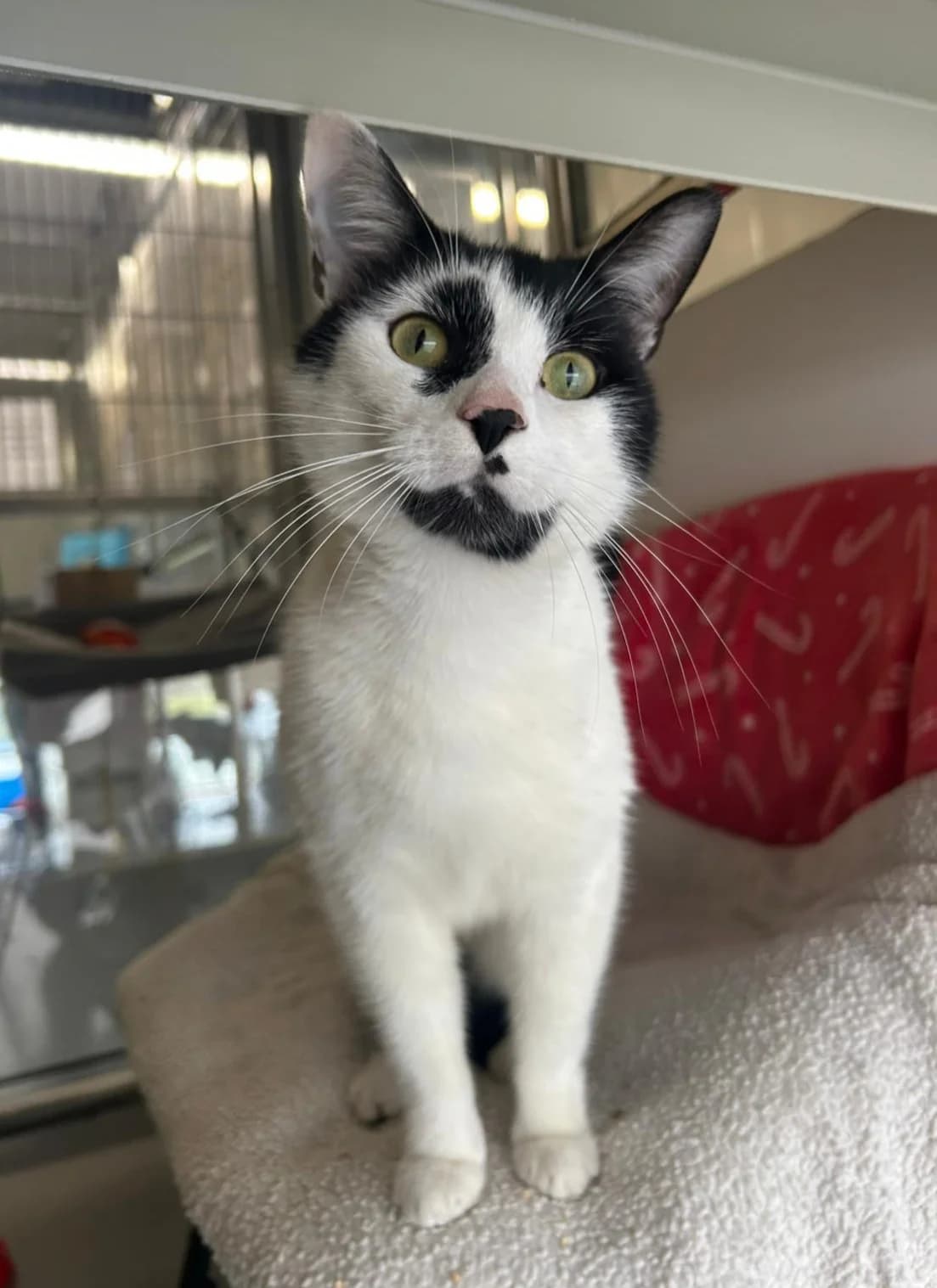 Felipe, male Mixed Breed for adoption at RSPCA Blackpool and North Lancashire Branch