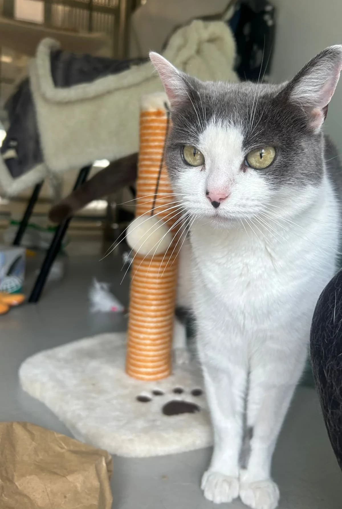 Sky, female Mixed Breed for adoption at RSPCA Blackpool and North Lancashire Branch