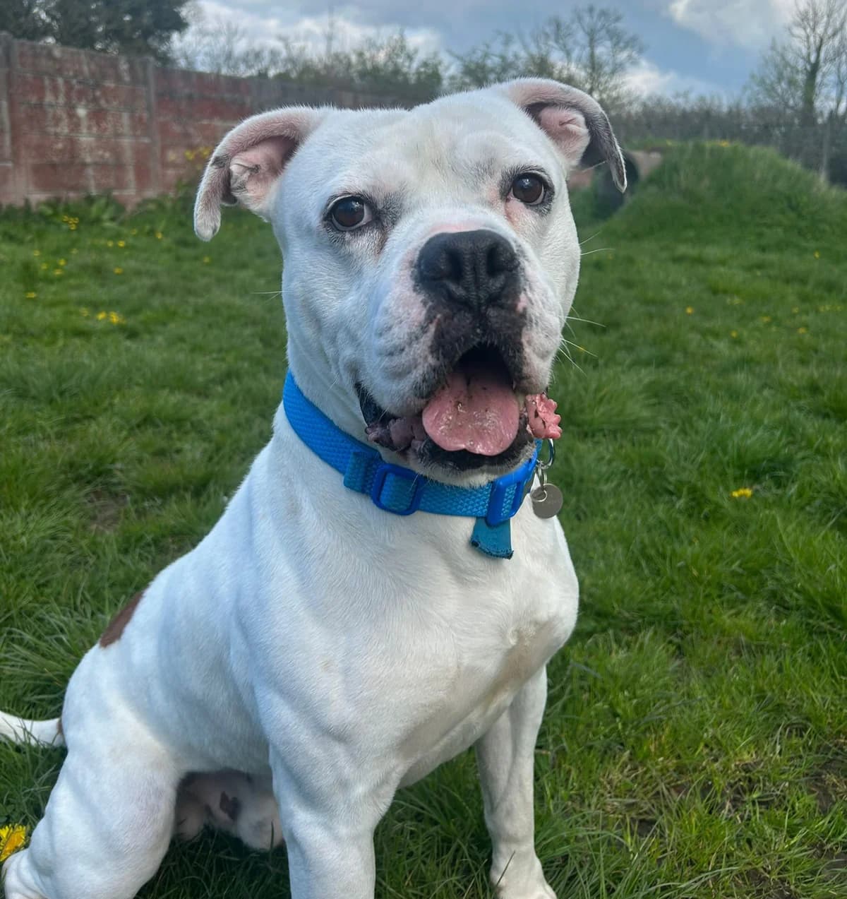 Tank, male Mixed Breed for adoption at RSPCA Blackpool and North Lancashire Branch