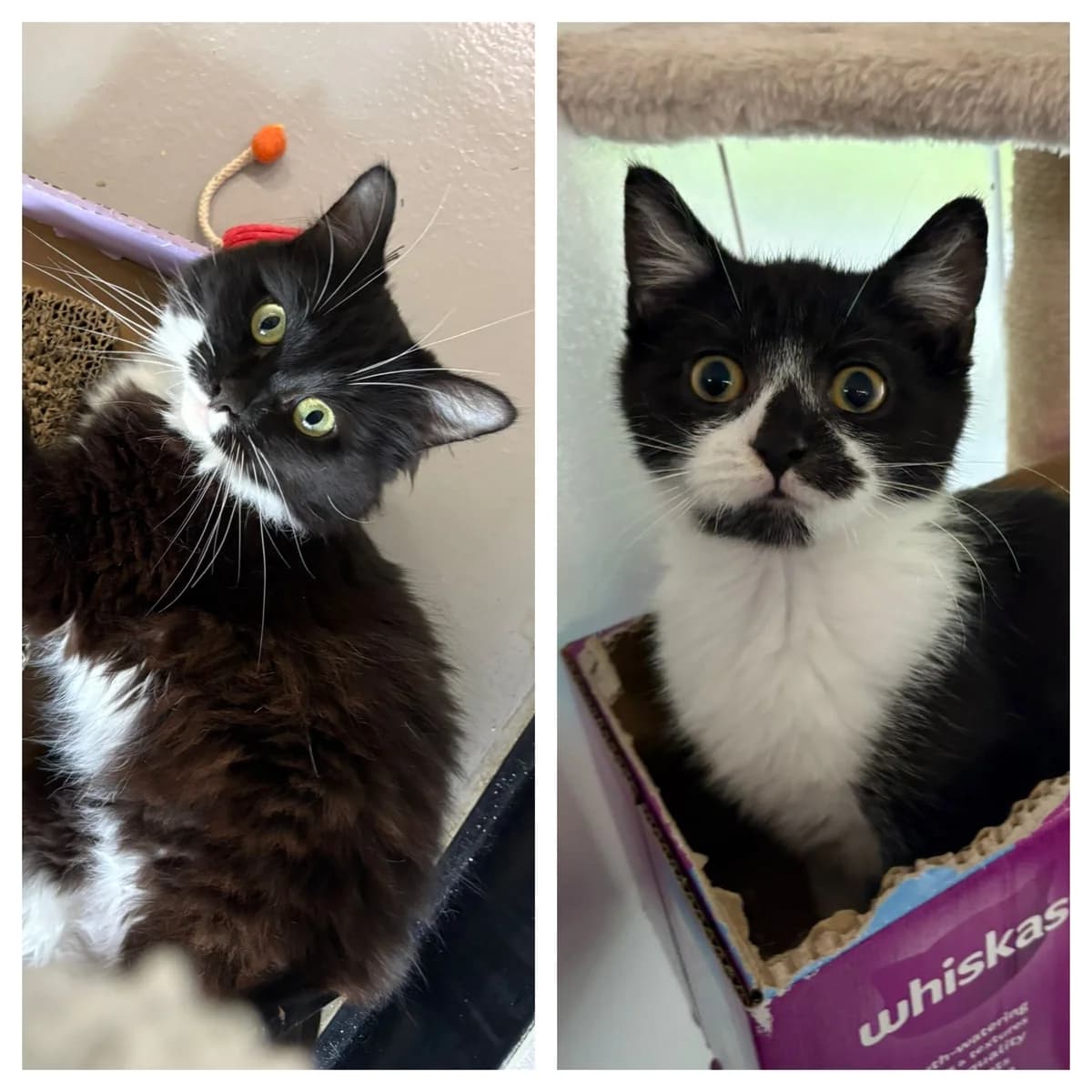 Libby & Lennon, female Mixed Breed for adoption at RSPCA Blackpool and North Lancashire Branch