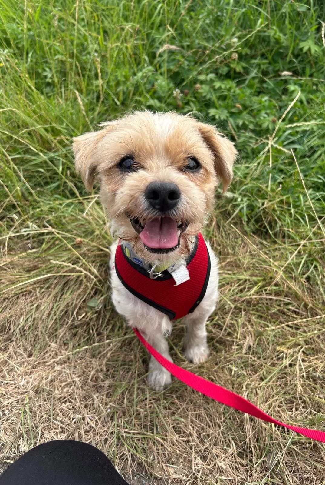 Winston, male Mixed Breed for adoption at RSPCA Blackpool and North Lancashire Branch