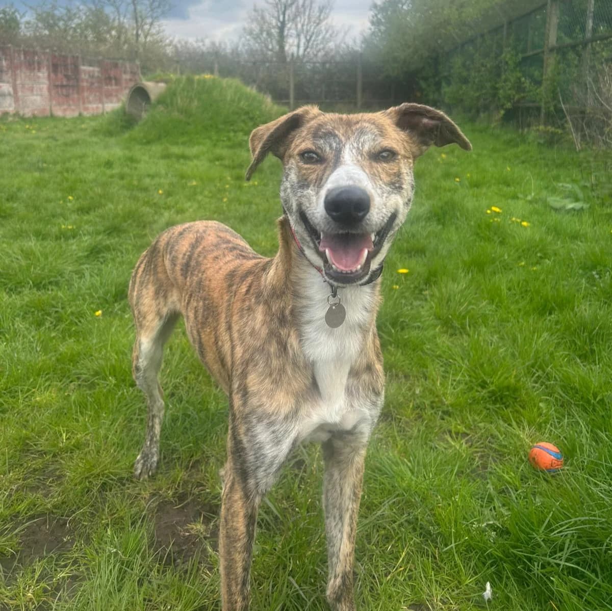 Timmy, male Mixed Breed for adoption at RSPCA Blackpool and North Lancashire Branch