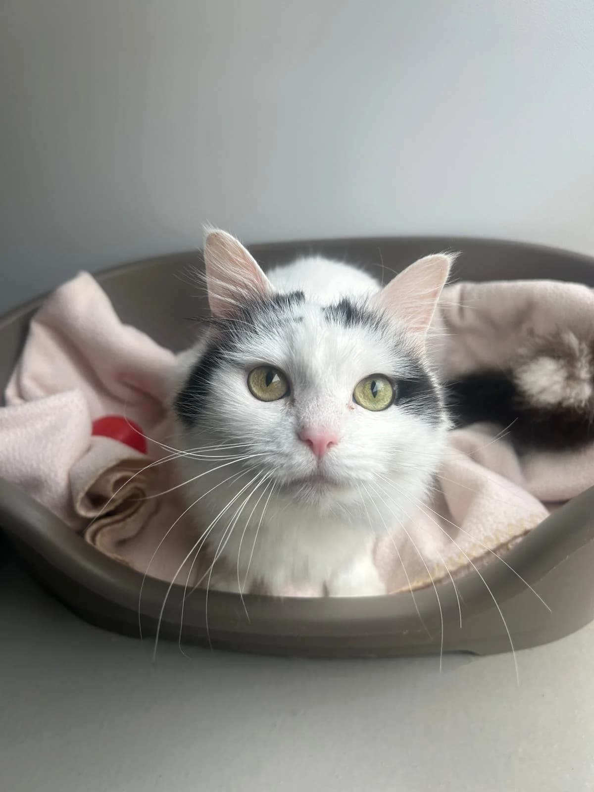 Molly, female Mixed Breed for adoption at RSPCA Blackpool and North Lancashire Branch