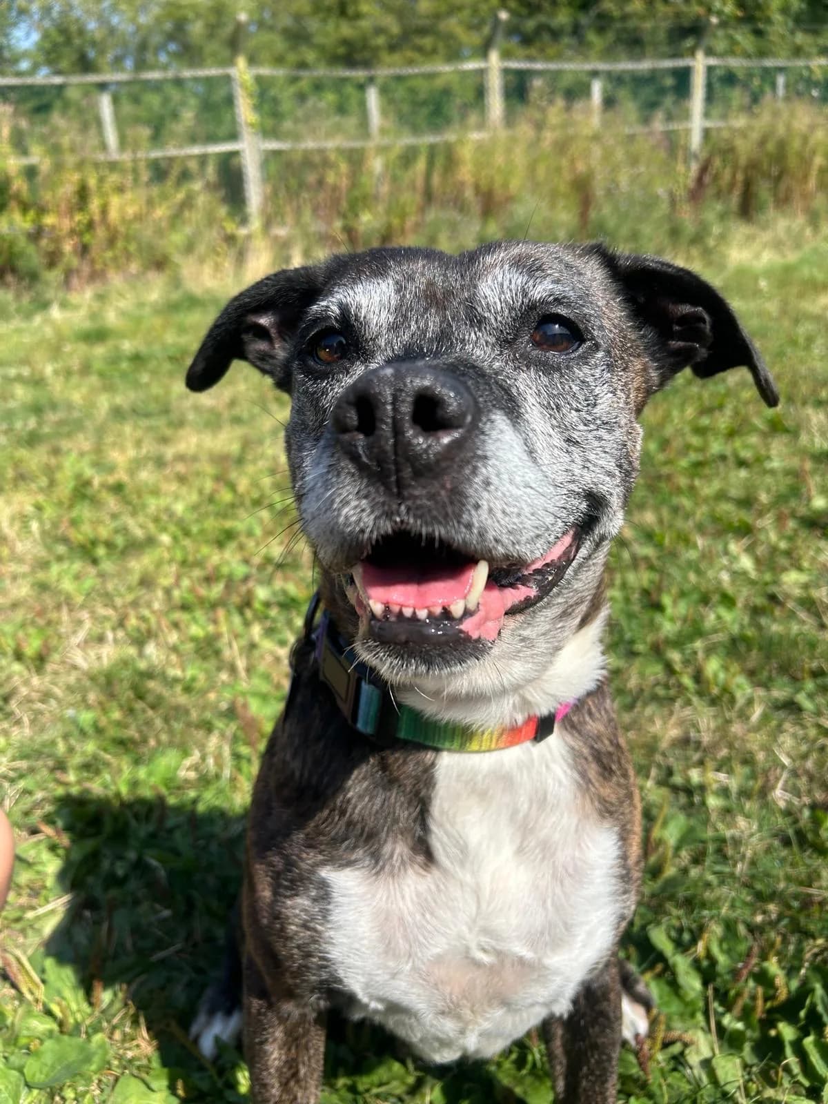 Rainbow, female Mixed Breed for adoption at RSPCA Blackpool and North Lancashire Branch