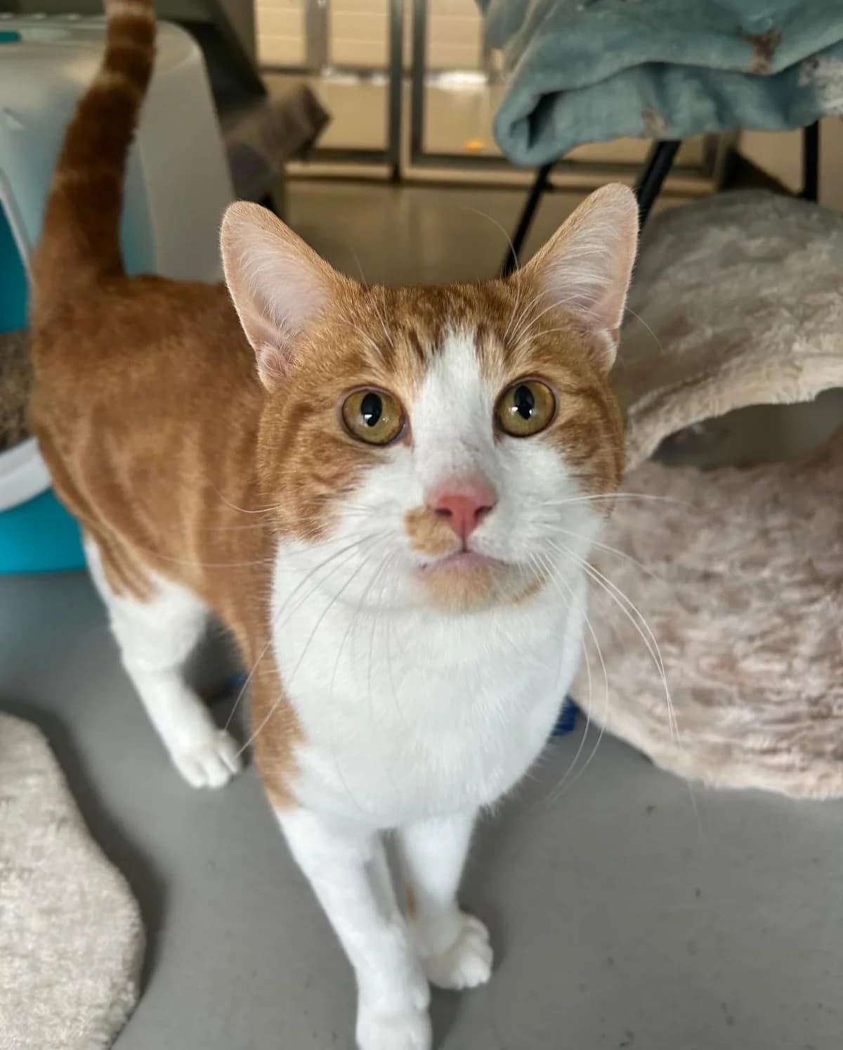 Sullivan, male Mixed Breed for adoption at RSPCA Blackpool and North Lancashire Branch