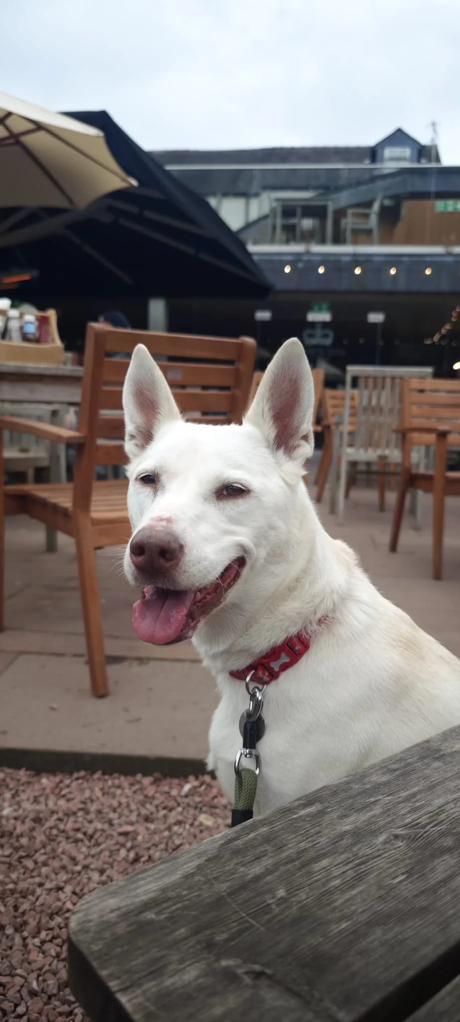Summer, female Mixed Breed for adoption at RSPCA Blackpool and North Lancashire Branch