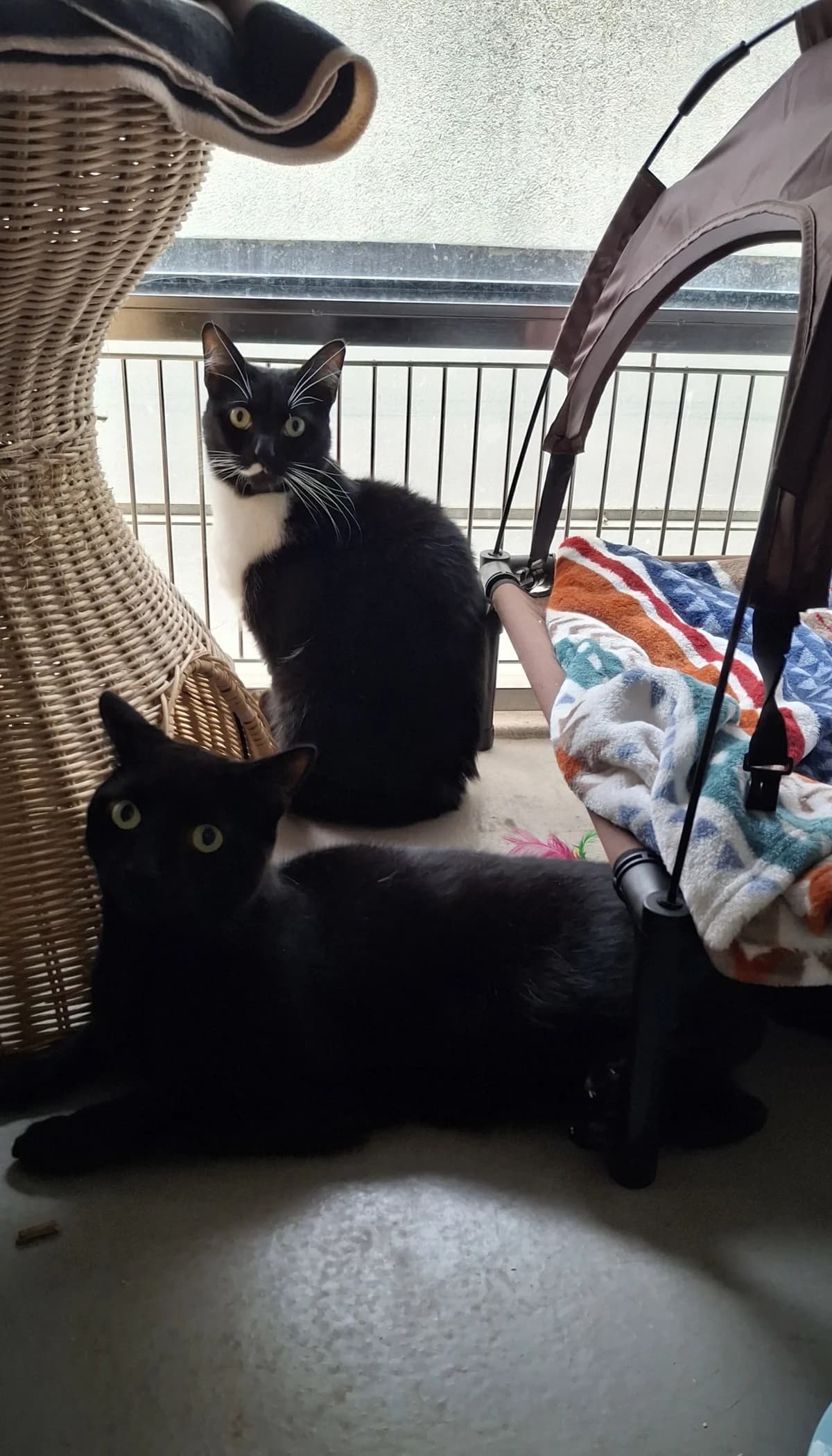 Dora & Frank, female Mixed Breed for adoption at RSPCA Blackpool and North Lancashire Branch