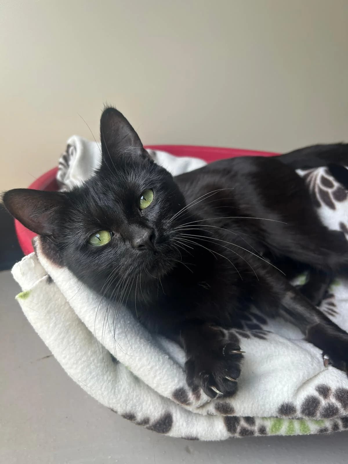 Cleo, female Mixed Breed for adoption at RSPCA Blackpool and North Lancashire Branch