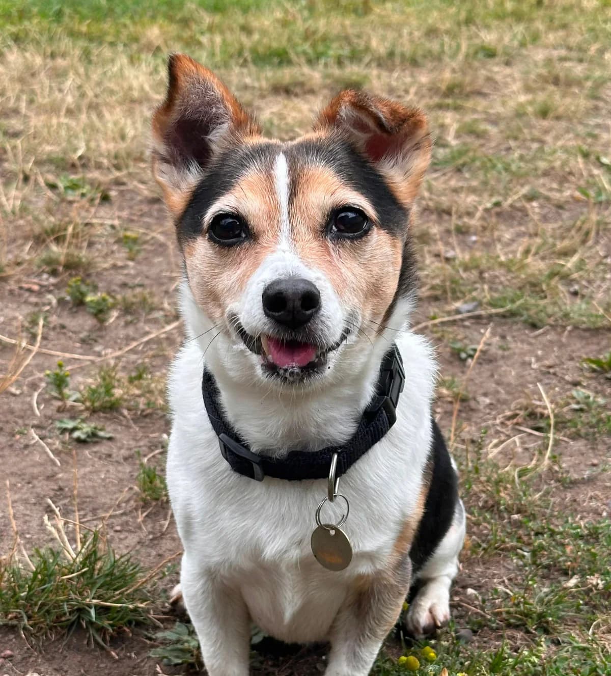 Milo, male Mixed Breed for adoption at RSPCA Blackpool and North Lancashire Branch