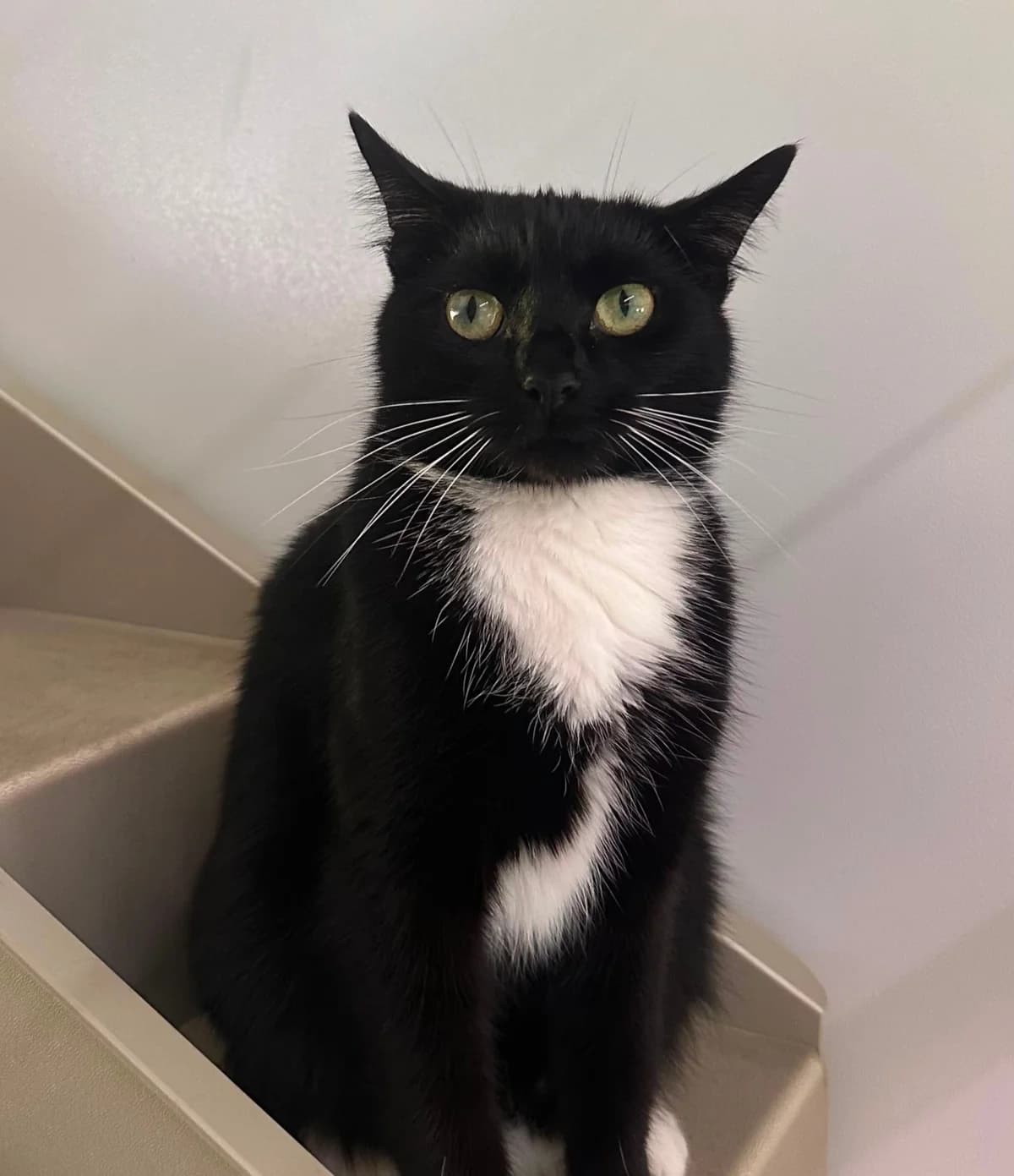 Oreo, female Mixed Breed for adoption at RSPCA Blackpool and North Lancashire Branch