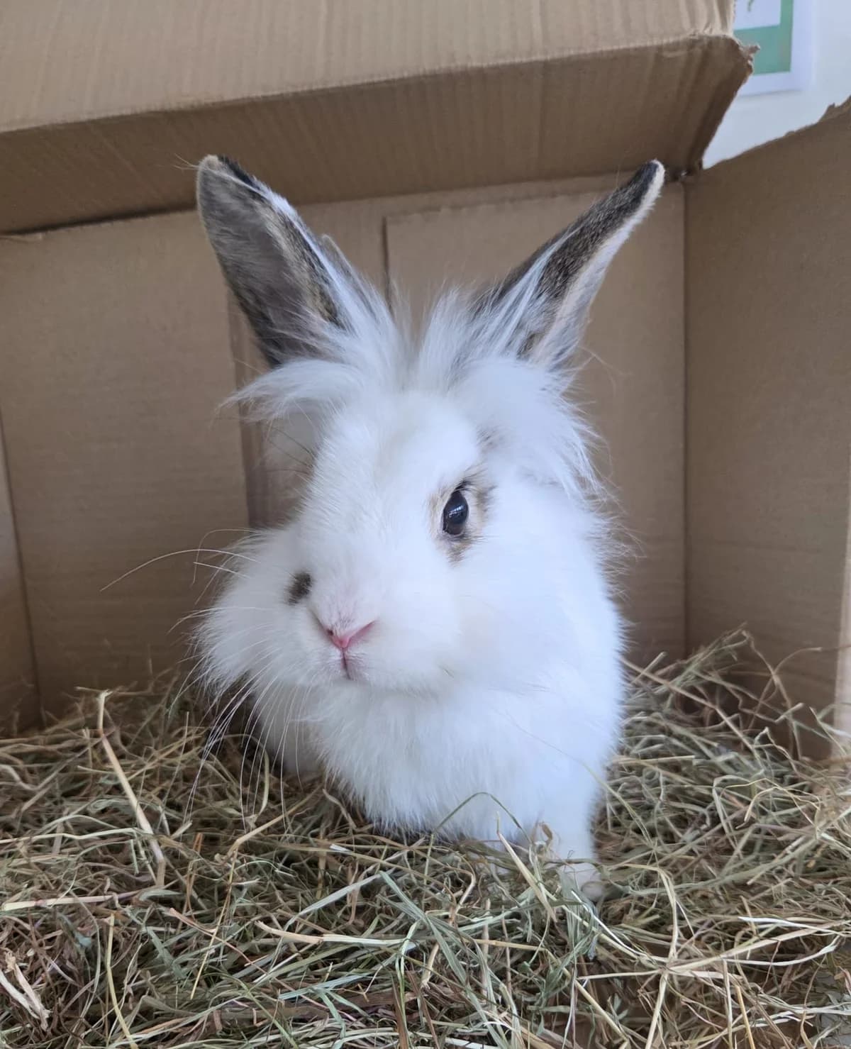 Sesame, female Mixed Breed for adoption at RSPCA Blackpool and North Lancashire Branch