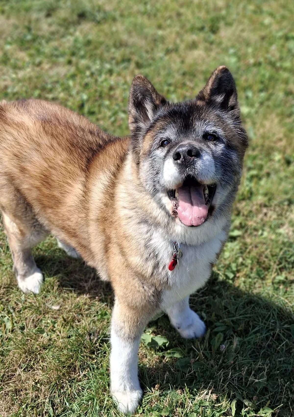 Poppy, female Mixed Breed for adoption at RSPCA Blackpool and North Lancashire Branch