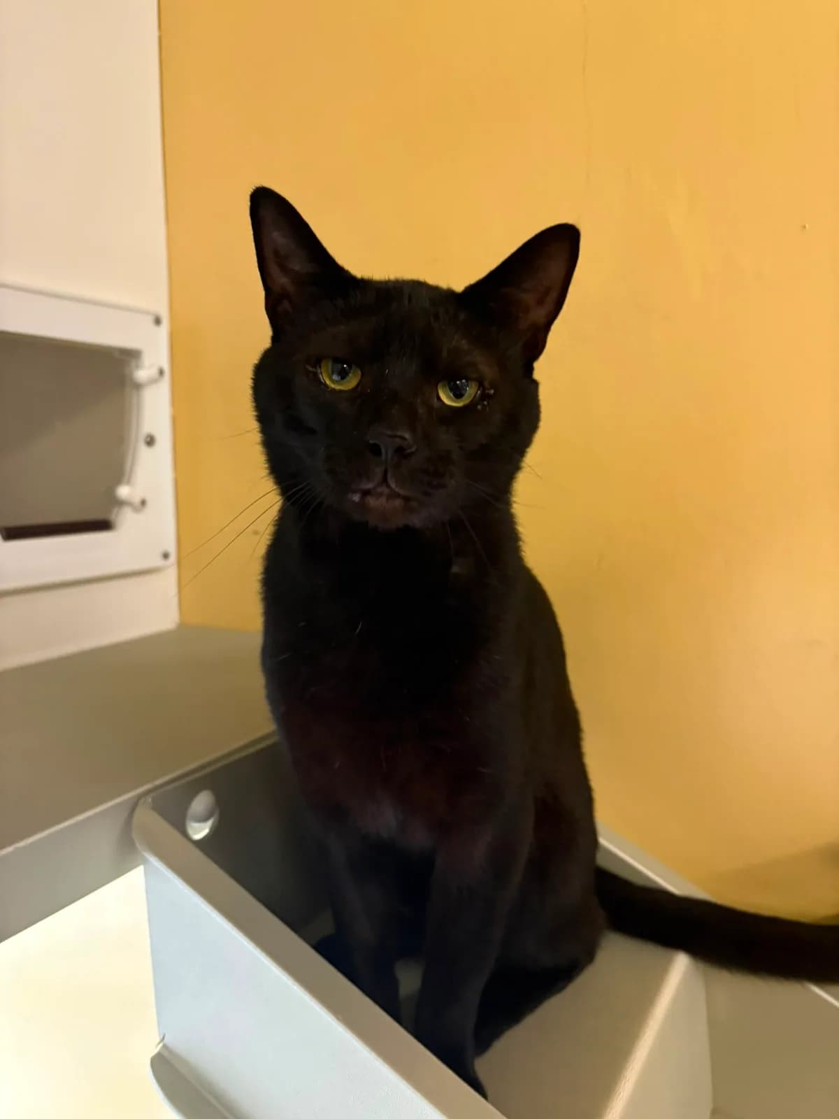 Pepsi, male Mixed Breed for adoption at RSPCA Blackpool and North Lancashire Branch