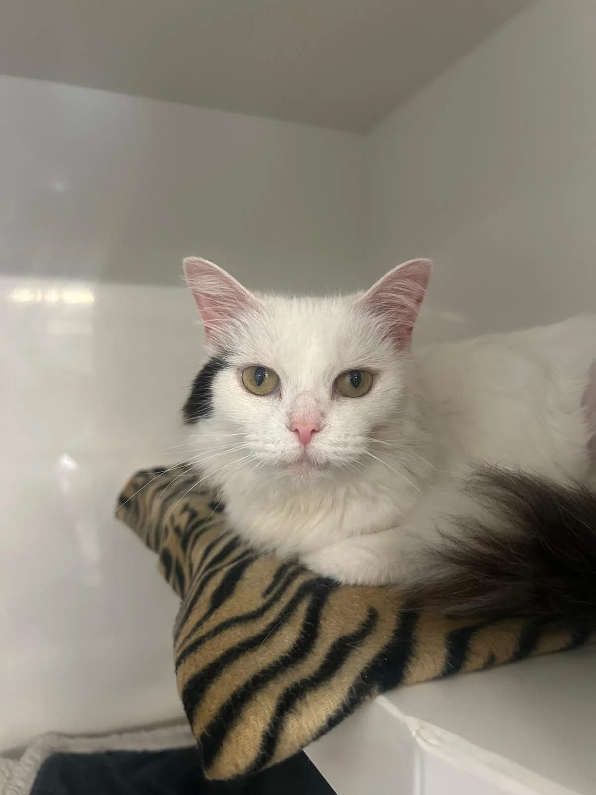 Snowy, female Mixed Breed for adoption at RSPCA Blackpool and North Lancashire Branch