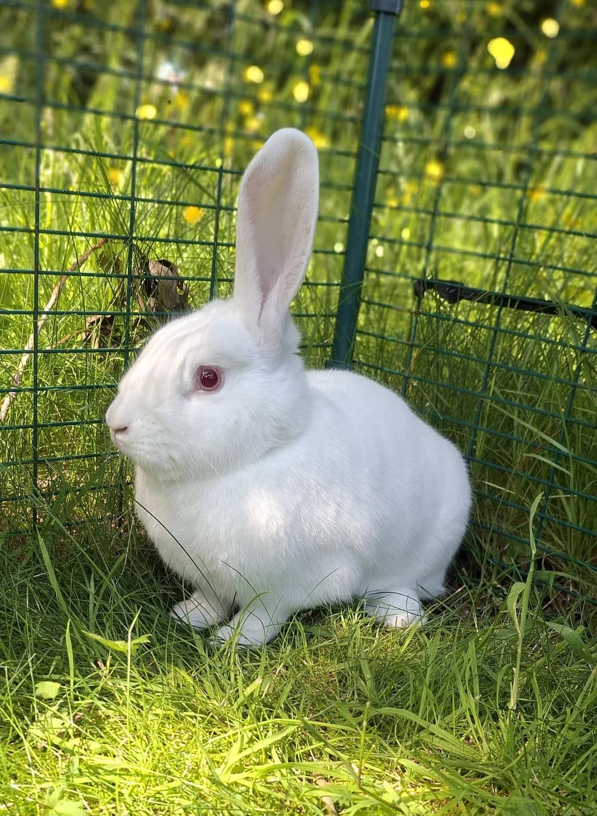 Stanley, female Mixed Breed for adoption at RSPCA Blackpool and North Lancashire Branch