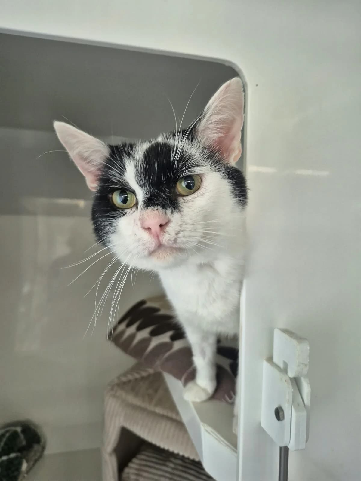 Mouse, male Mixed Breed for adoption at RSPCA Blackpool and North Lancashire Branch