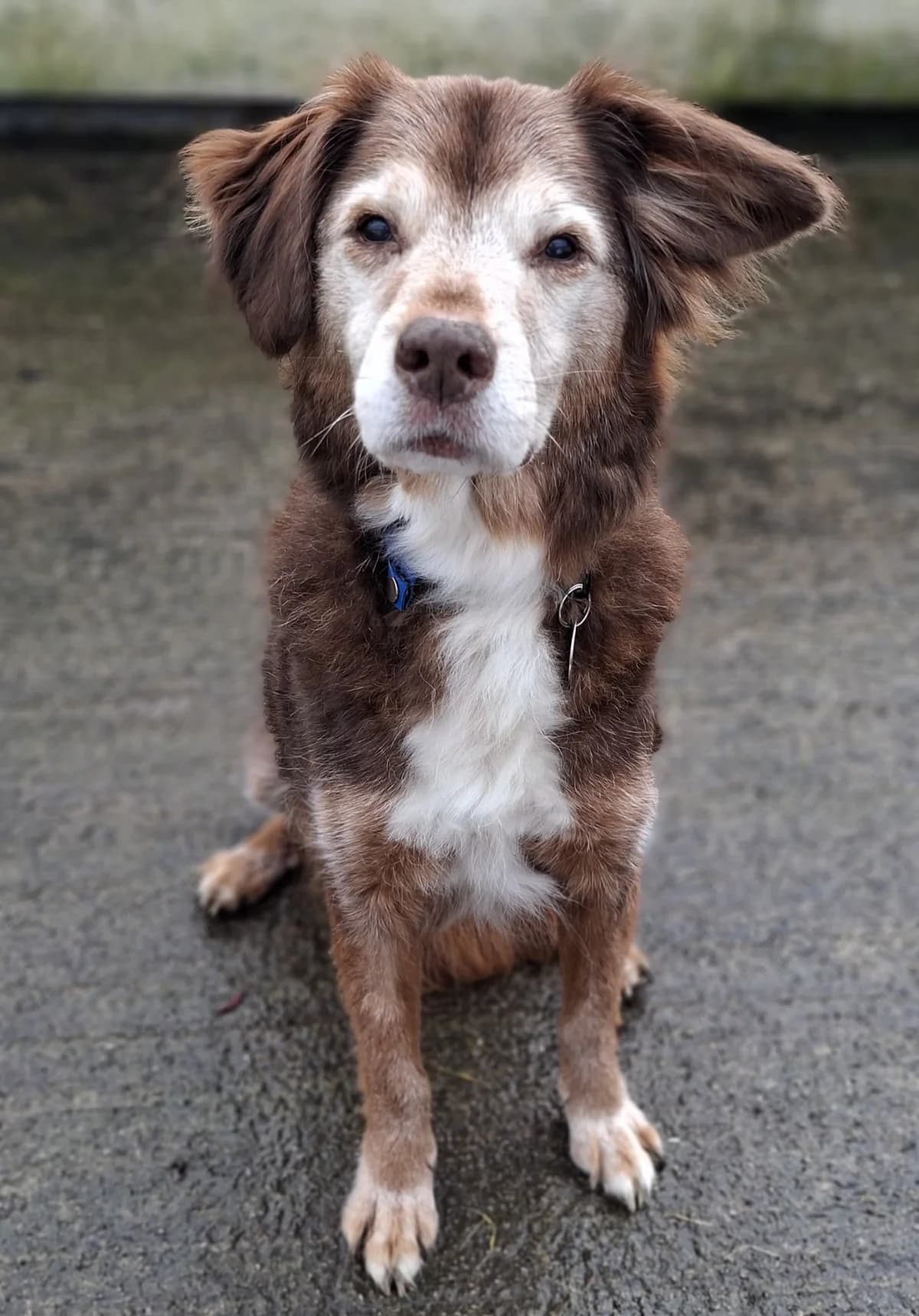 Brodie, male Mixed Breed for adoption at RSPCA Blackpool and North Lancashire Branch