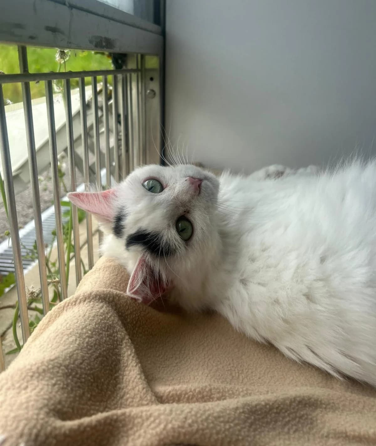 Smudge, female Mixed Breed for adoption at RSPCA Blackpool and North Lancashire Branch