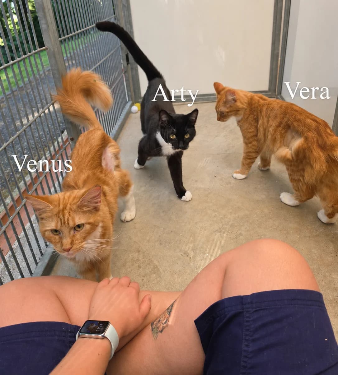 Arty, Venus and Vera, young Mixed Breed Cat for adoption at RSPCA Brighton & The Heart of Sussex
