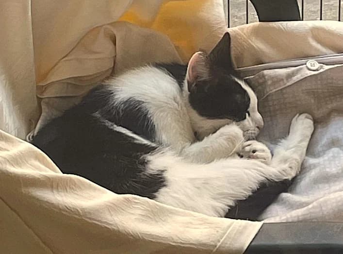 Barbara, female young Mixed Breed Cat for adoption at RSPCA Brighton & The Heart of Sussex