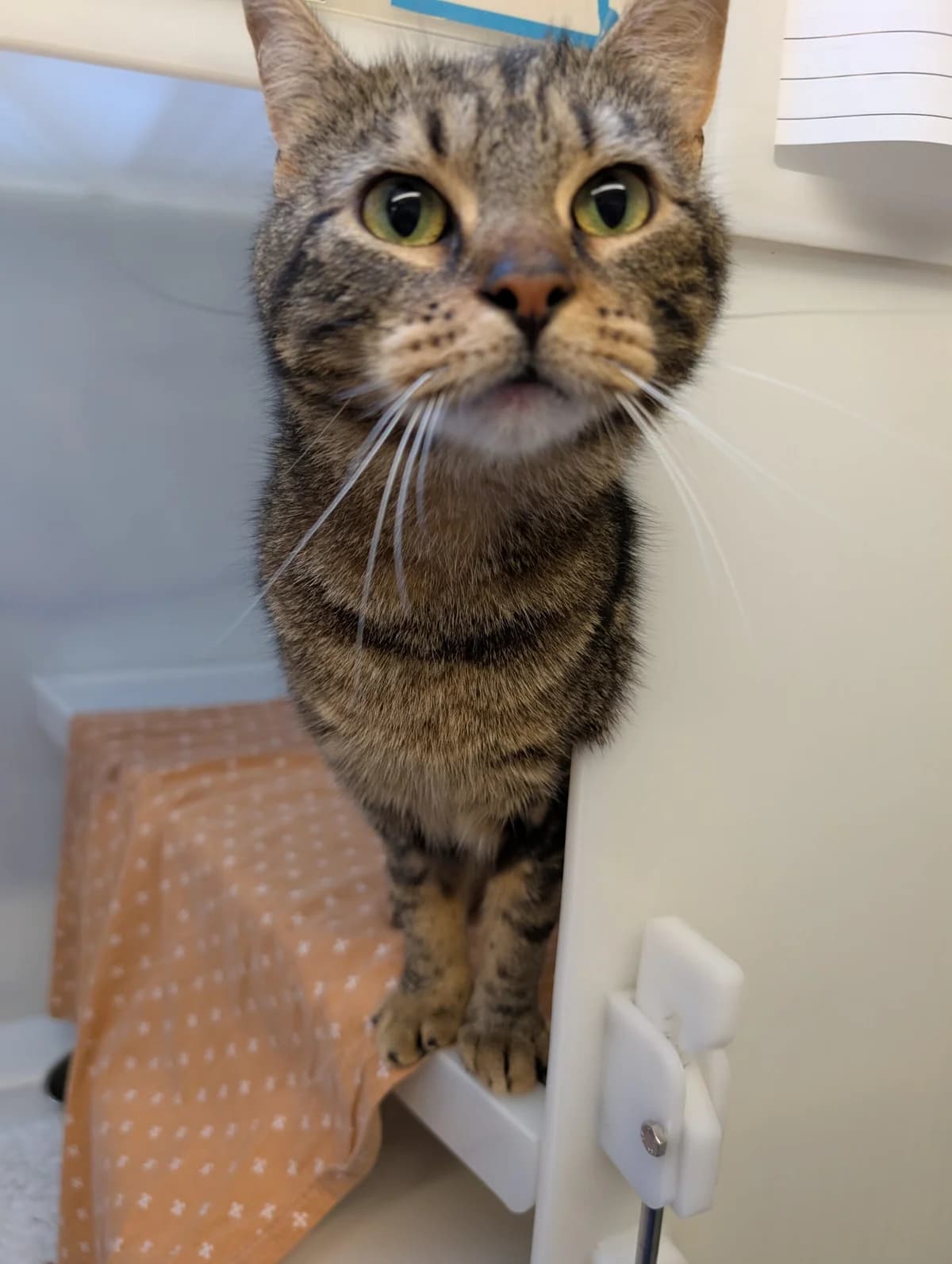 Barbie, female young Mixed Breed Cat for adoption at RSPCA Brighton & The Heart of Sussex