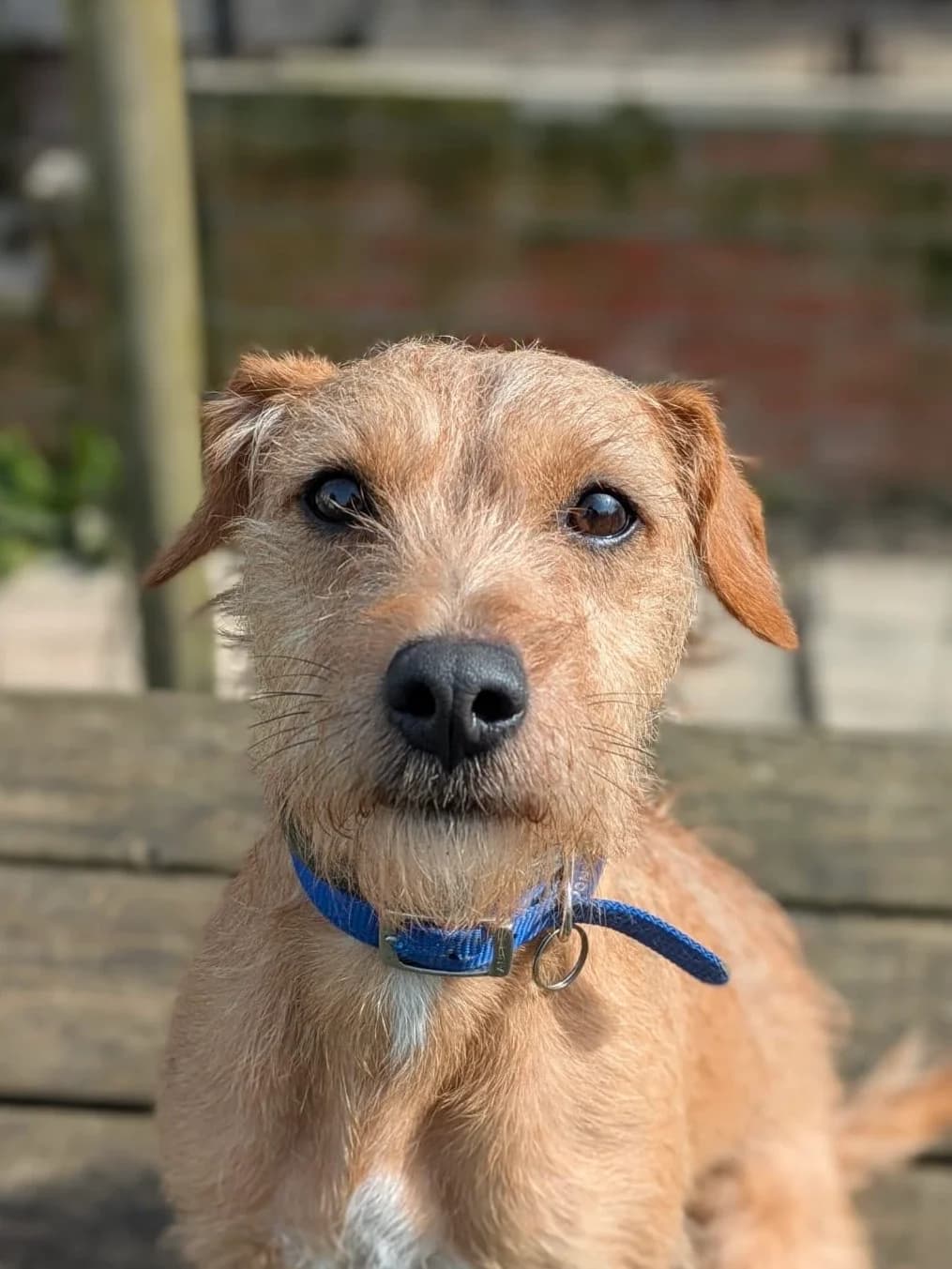 Barney, male 4yo mixed breed for adoption at RSPCA Brighton & The Heart of Sussex