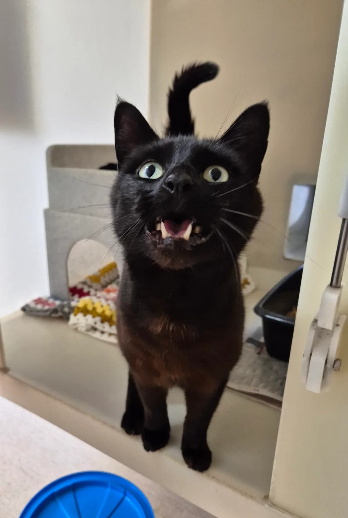 XX Bluebell Ridge Cat Template XX, puppy mixed breed for adoption at RSPCA Brighton & The Heart of Sussex