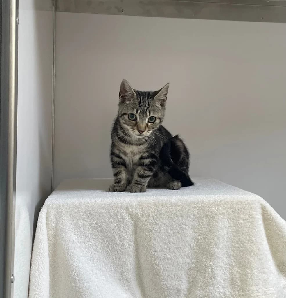 Bob, male puppy Mixed Breed Cat for adoption at RSPCA Brighton & The Heart of Sussex