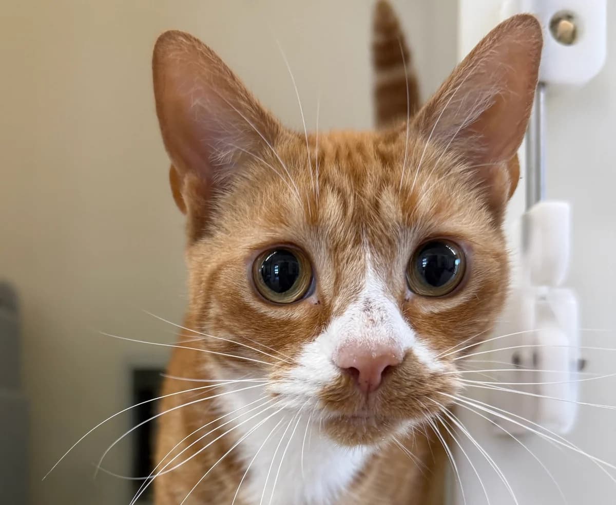 Brucie, female 6yo Mixed Breed Cat for adoption at RSPCA Brighton & The Heart of Sussex