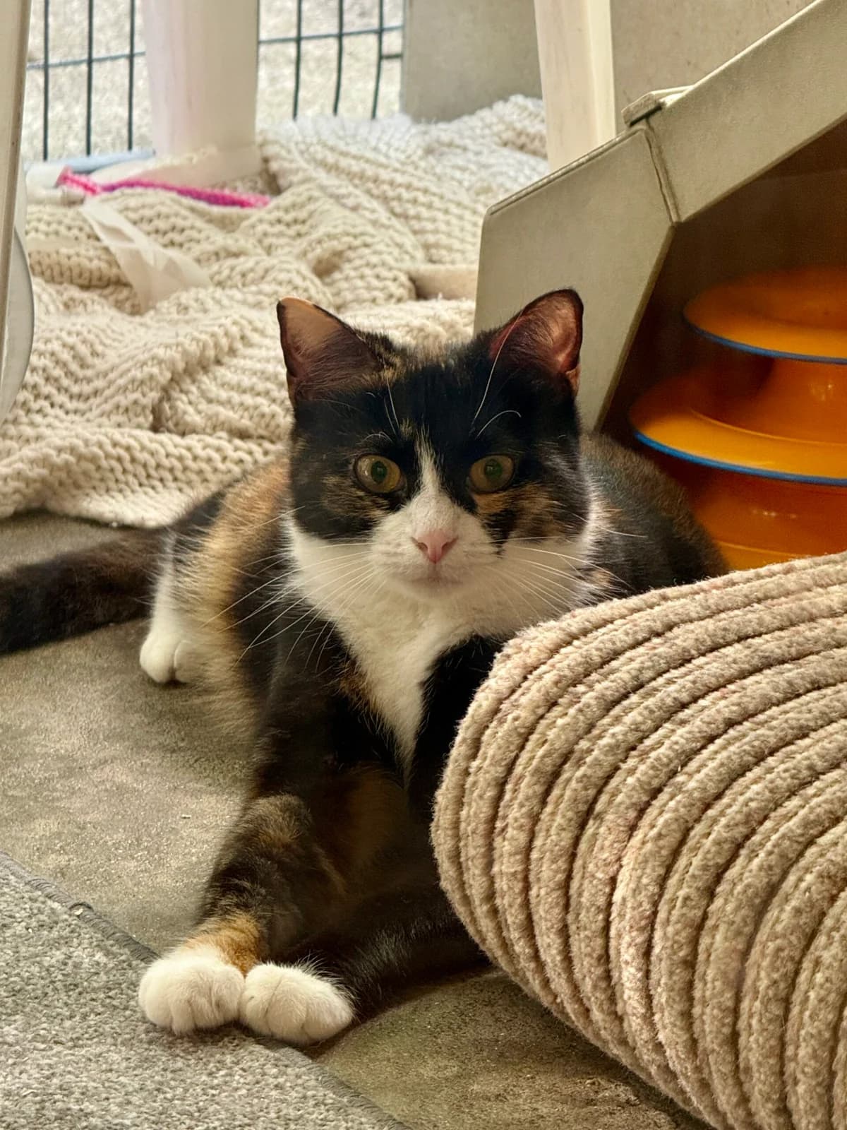 Bubbles & Snuggles, female 4yo Mixed Breed Cat for adoption at RSPCA Brighton & The Heart of Sussex