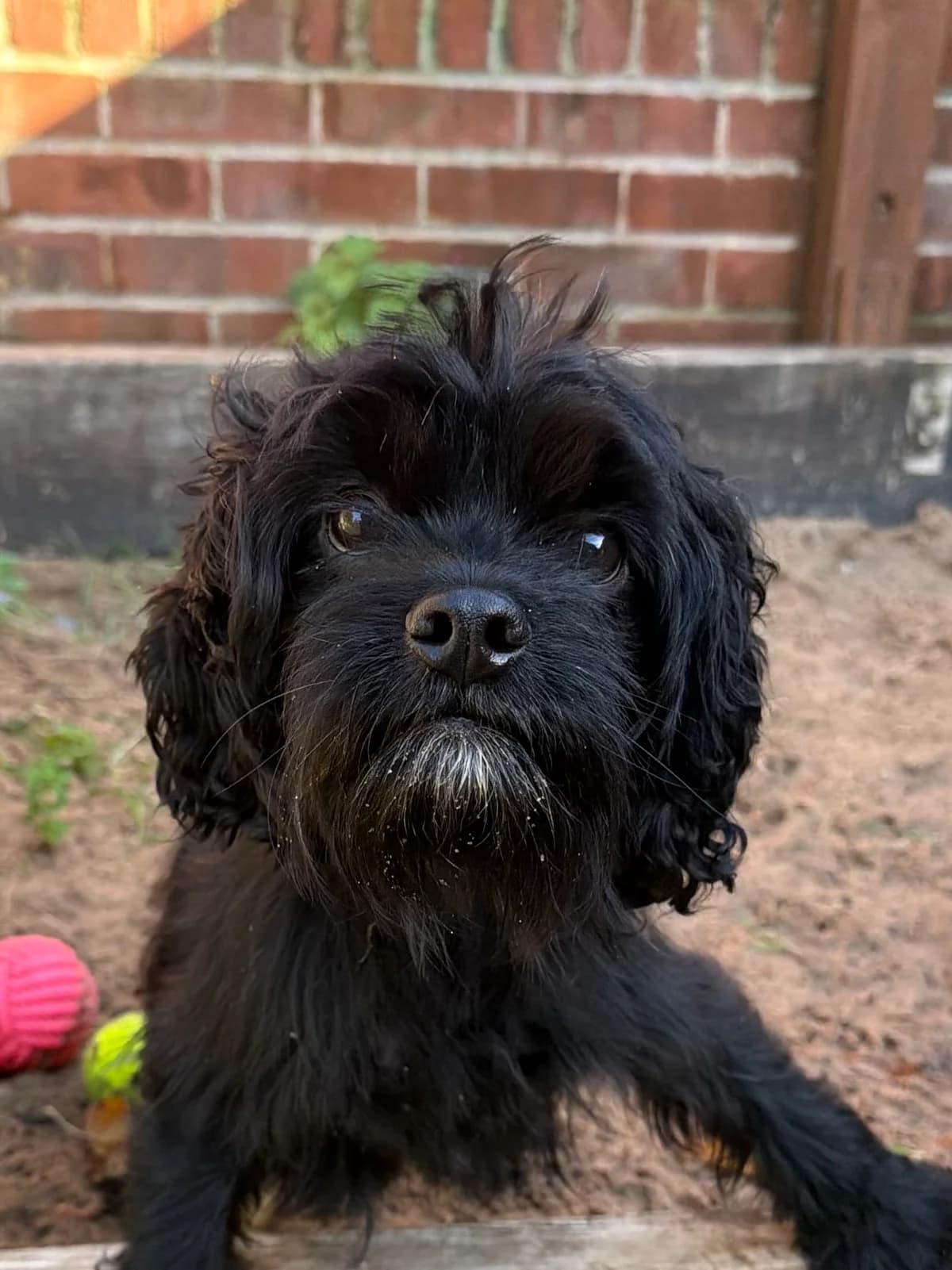 Cheerio, female 5yo Cavapoo for adoption at RSPCA Brighton & The Heart of Sussex