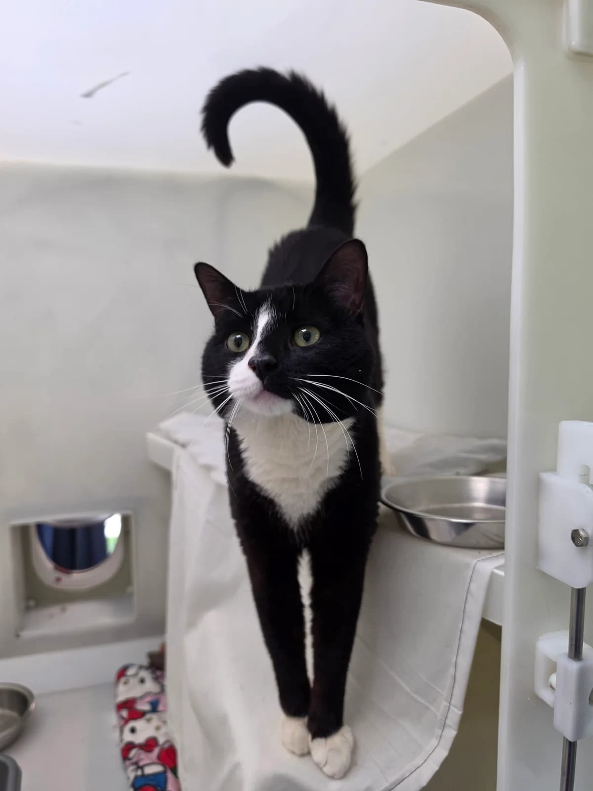 Christopher, male young Mixed Breed Cat for adoption at RSPCA Brighton & The Heart of Sussex