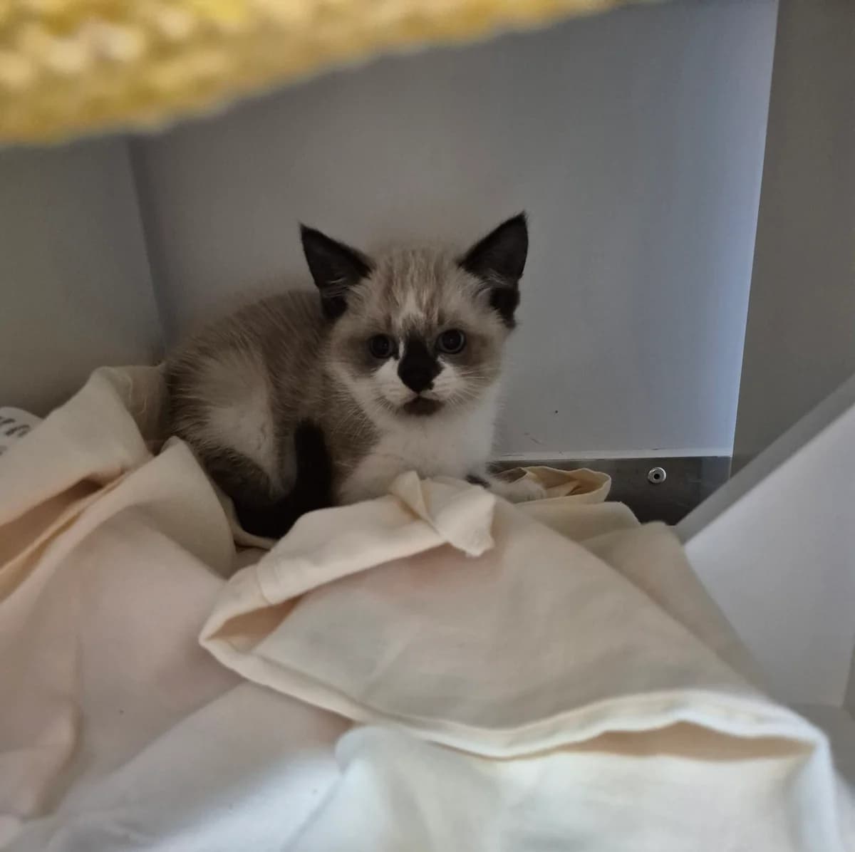 Cinnamon, male puppy Mixed Breed Cat for adoption at RSPCA Brighton & The Heart of Sussex
