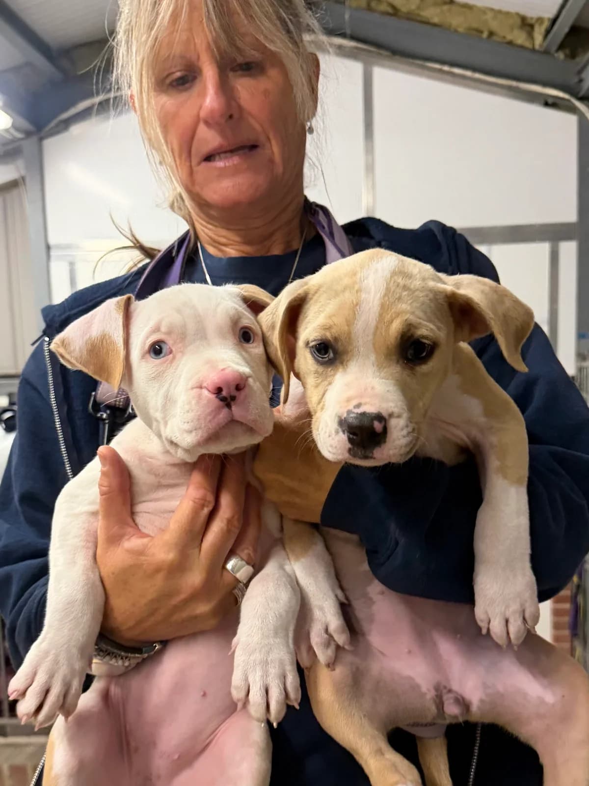 Dairylea & Babybell, female puppy English Bulldog for adoption at RSPCA Brighton & The Heart of Sussex