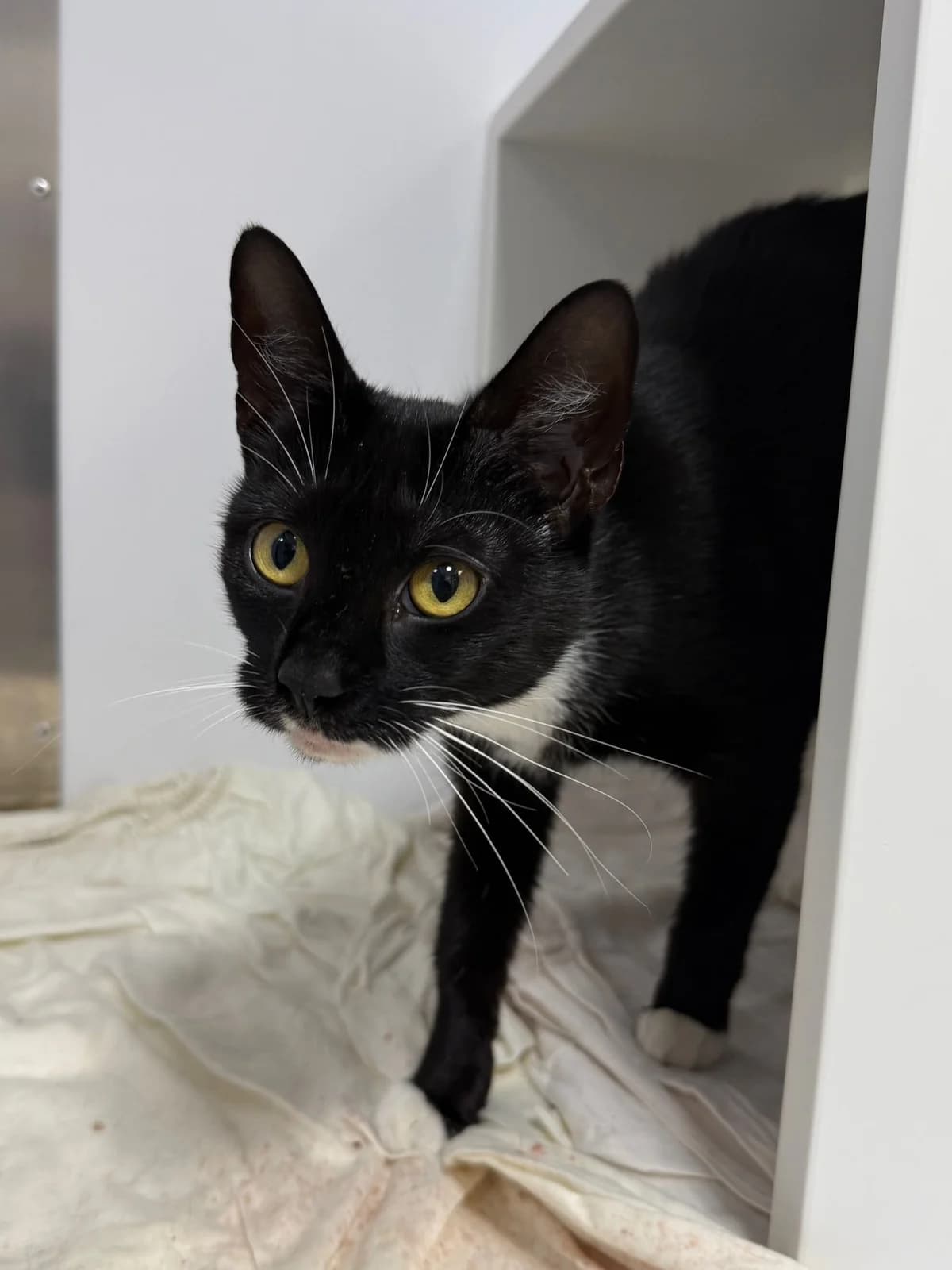 Dawn, female young Mixed Breed Cat for adoption at RSPCA Brighton & The Heart of Sussex