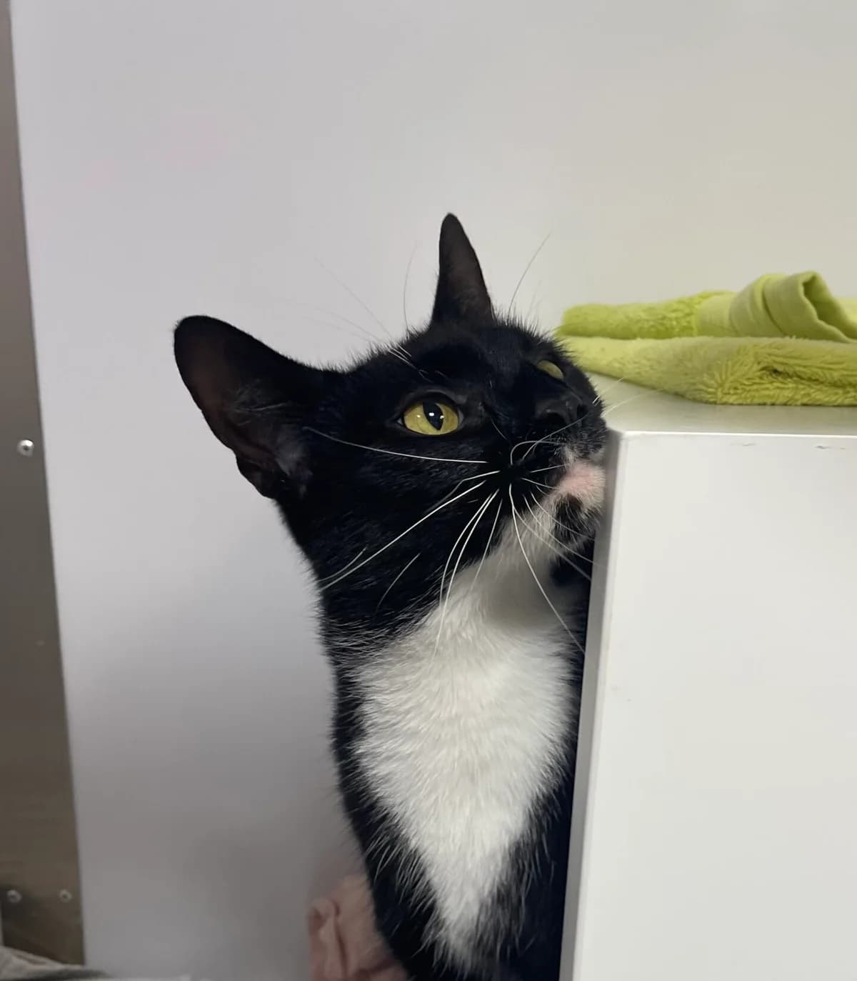 Dawn, female young Mixed Breed Cat for adoption at RSPCA Brighton & The Heart of Sussex