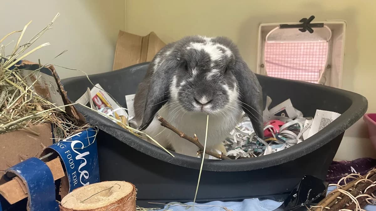 Dean, male 4yo Mixed Breed for adoption at RSPCA Brighton & The Heart of Sussex