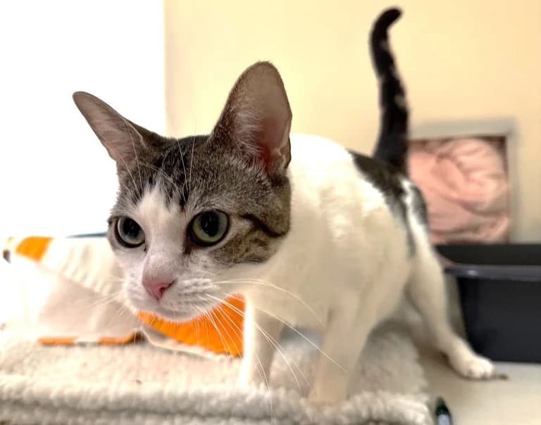 Dobbie, female young Mixed Breed Cat for adoption at RSPCA Brighton & The Heart of Sussex