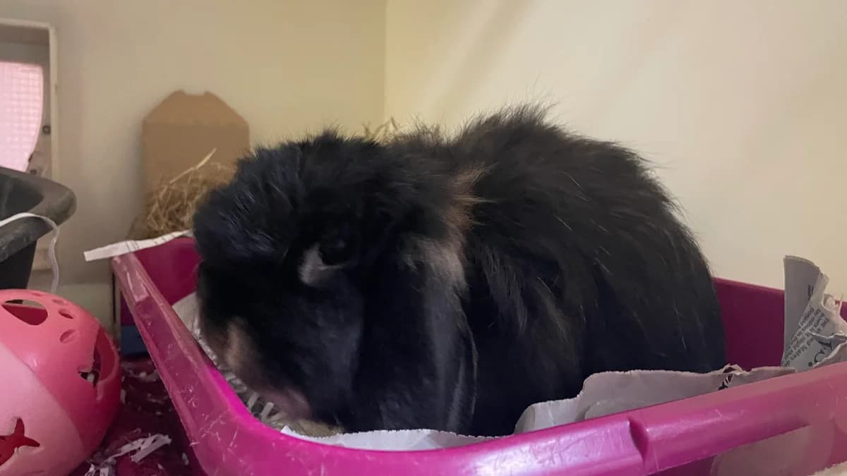Fallera, female young Mixed Breed for adoption at RSPCA Brighton & The Heart of Sussex