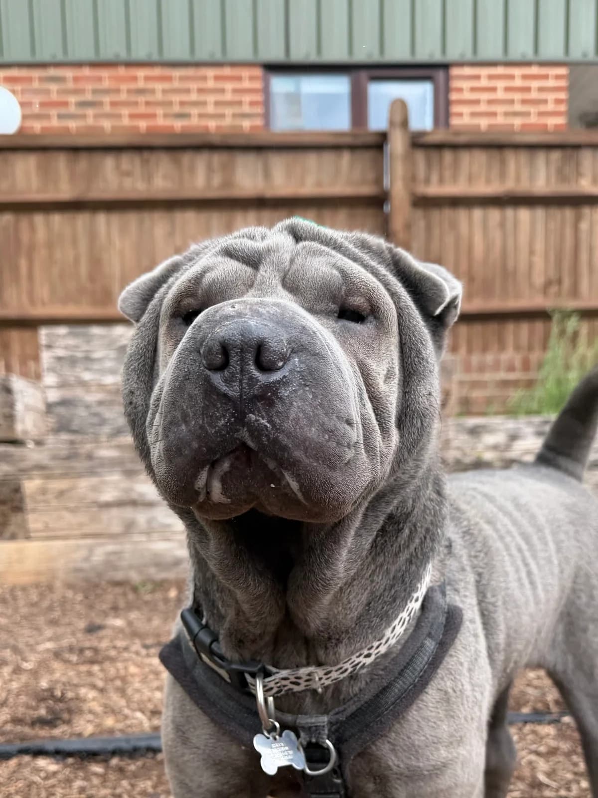 Flipper, female young Shar Pei for adoption at RSPCA Brighton & The Heart of Sussex