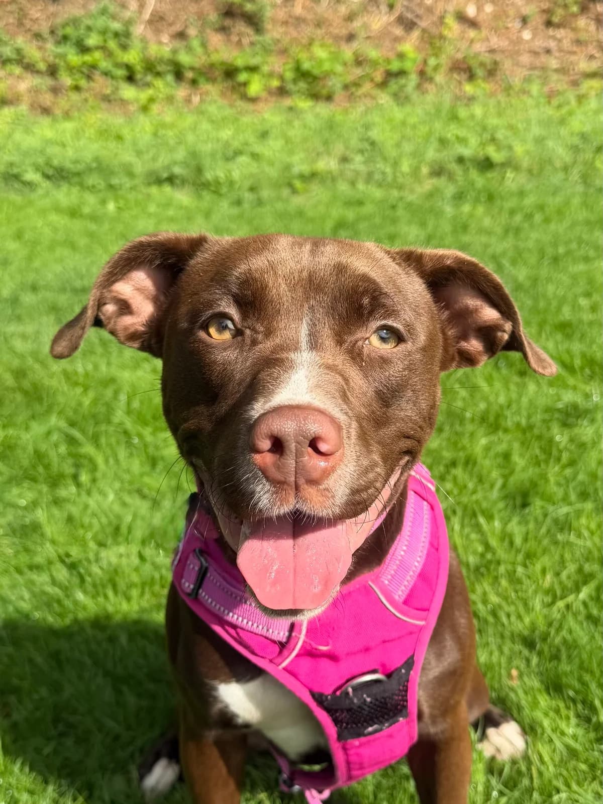 Galaxy, female young Mixed Breed for adoption at RSPCA Brighton & The Heart of Sussex