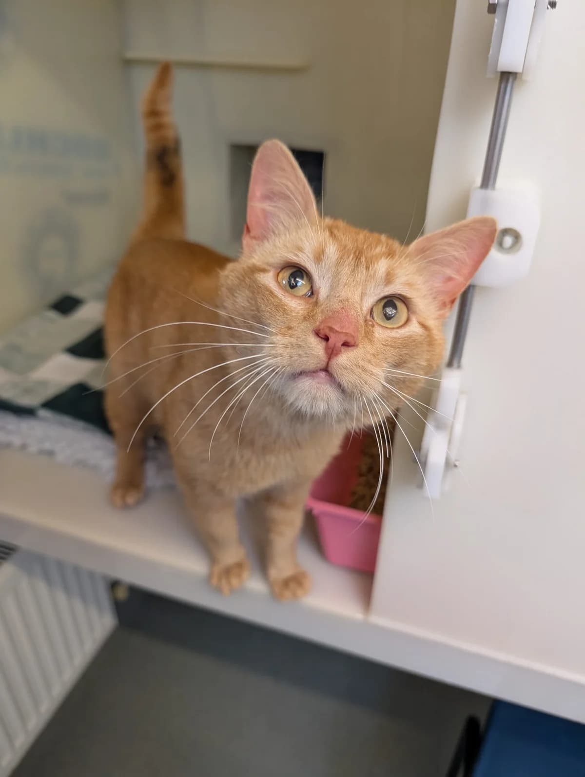Houdini, male young Mixed Breed Cat for adoption at RSPCA Brighton & The Heart of Sussex