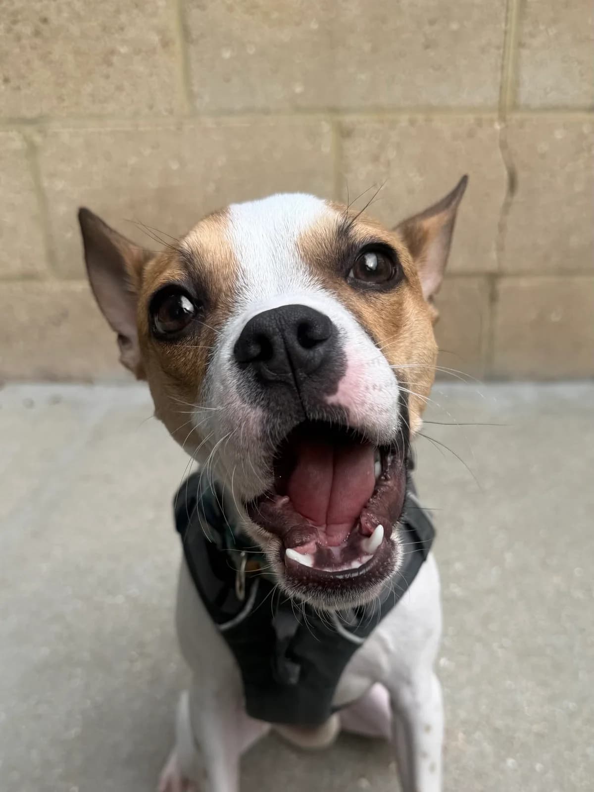 Hula, female young mixed breed for adoption at RSPCA Brighton & The Heart of Sussex