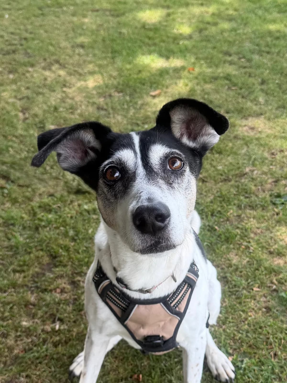 Ibis, female senior Collie for adoption at RSPCA Brighton & The Heart of Sussex