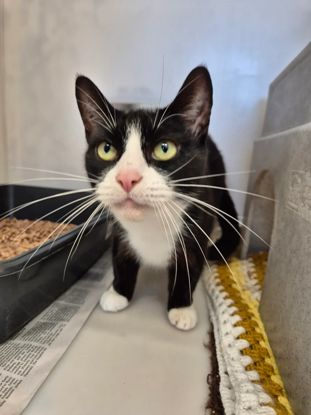 Jill, female senior Mixed Breed Cat for adoption at RSPCA Brighton & The Heart of Sussex