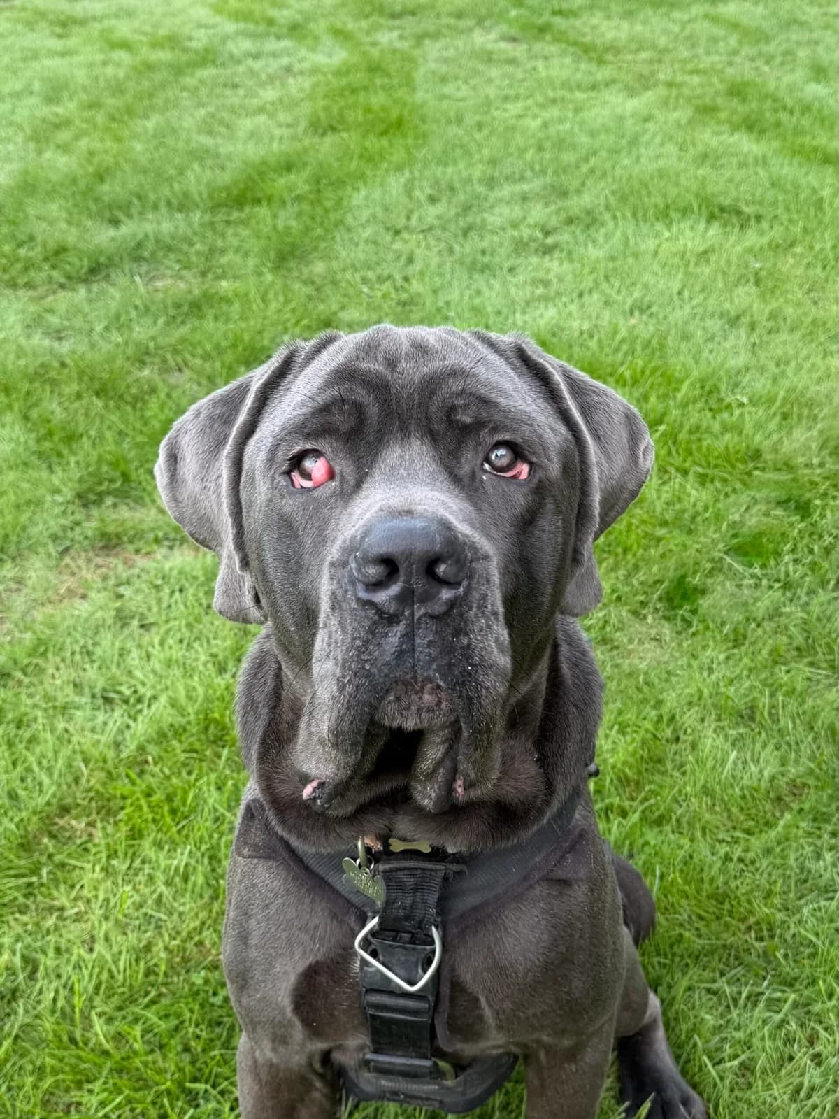 Kermit, male young Cane Corso for adoption at RSPCA Brighton & The Heart of Sussex
