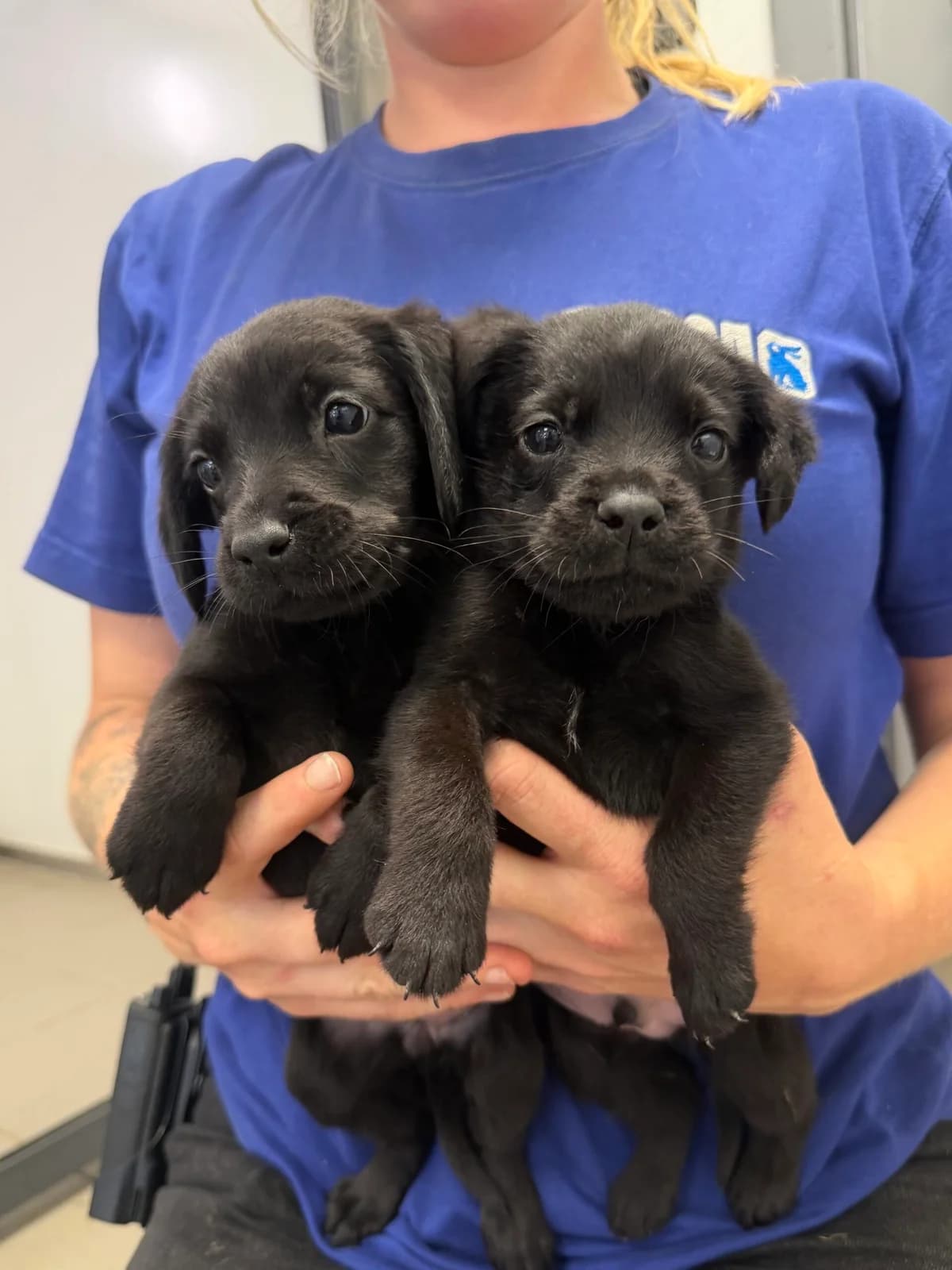 Kiwi, Kookaburra, Wagtail & Martin, female puppy Mixed Breed for adoption at RSPCA Brighton & The Heart of Sussex