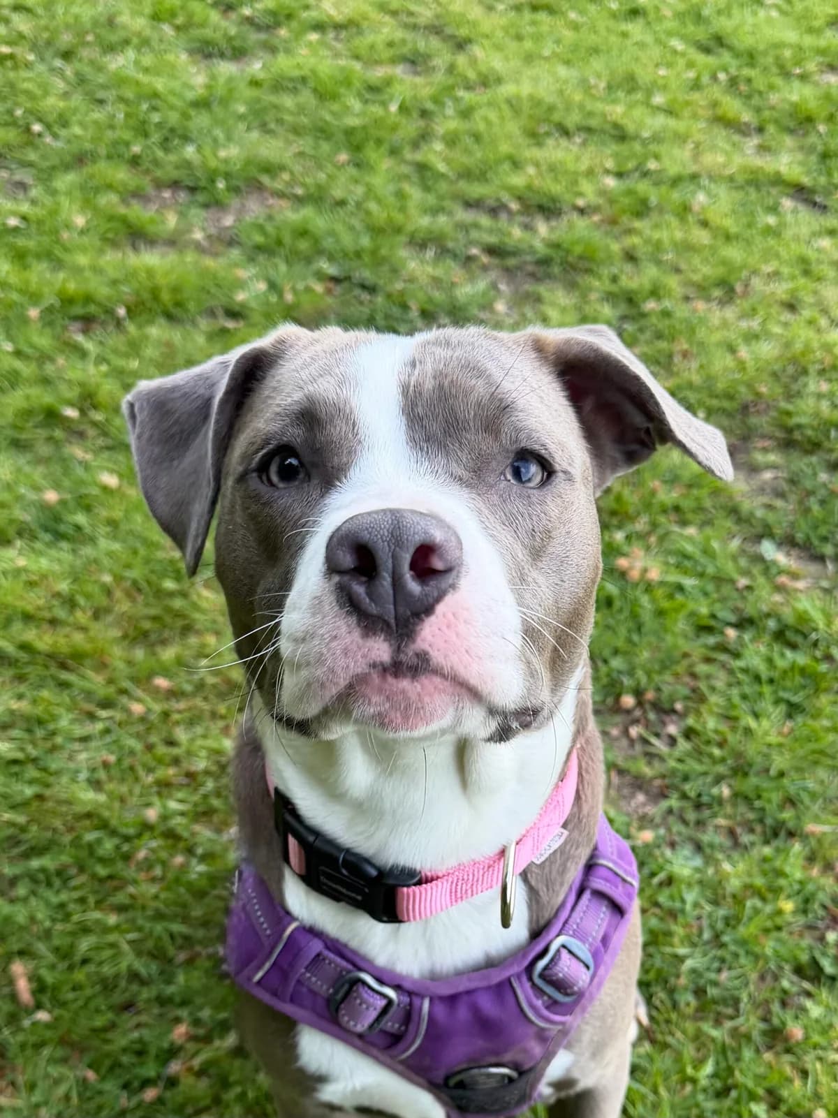 Koala, female young Staffordshire Bull Terrier for adoption at RSPCA Brighton & The Heart of Sussex
